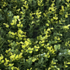 Follaje Artificial Boxus Mix