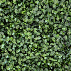 Follaje Artificial Jade