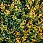 Follaje Artificial Boxus Holandes