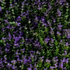 Follaje Artificial Boxus Lavanda