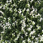 Follaje Artificial Boxus Nube