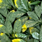 Follaje Artificial Laurel de la India