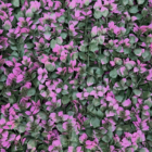 Follaje Artificial Abelia Rosa