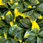 Follaje Artificial Croto Brasileño