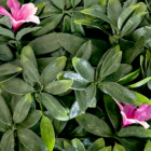 Follaje Artificial Petunia Lila