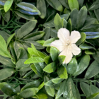 Follaje Artificial Petunia Blanca