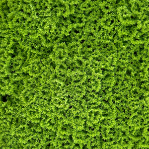 Follaje Artificial Premium Musgo