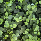 Follaje Artificial Premium Enredadera