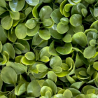 Follaje Artificial Premium Lechuguilla