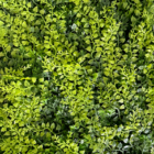 Follaje Premium Helecho Persa